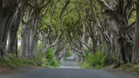 The Dark Hedges The Dark Hedges