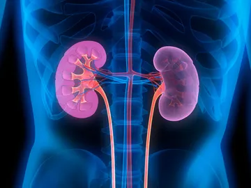 Riñones Riñones