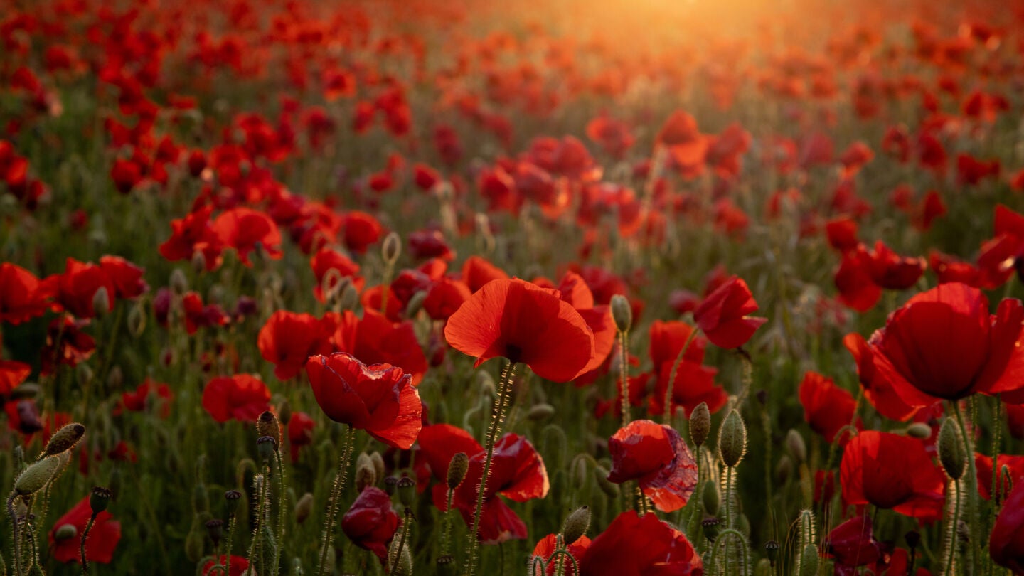 Campo de amapolas