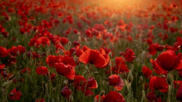 Campo de amapolas
