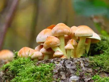 Hongos alucinógenos Hongos alucinógenos