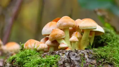 Hongos alucinógenos Hongos alucinógenos