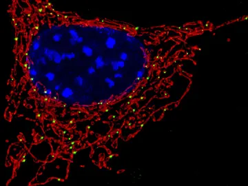 Mitocondria Mitocondria