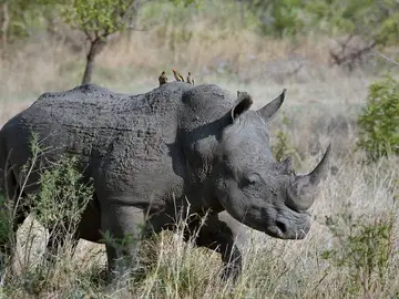 Rinoceronte Rinoceronte