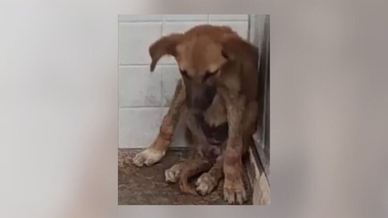 Imagen del perro que falleció tras contraer la rabia