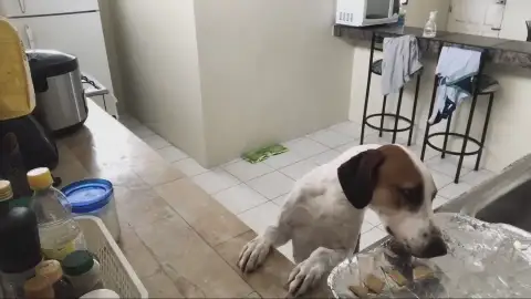 Una cámara graba a un perro 'robando' comida Una cámara graba a un perro 'robando' comida