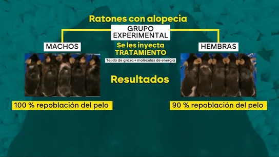 Hito contra la calvicie: un científico logra que ratones calvos vuelvan a tener pelo con un innovador experimento Hito contra la calvicie: un científico logra que ratones calvos vuelvan a tener pelo con un innovador experimento