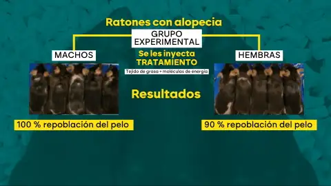 Hito contra la calvicie: un científico logra que ratones calvos vuelvan a tener pelo con un innovador experimento Hito contra la calvicie: un científico logra que ratones calvos vuelvan a tener pelo con un innovador experimento