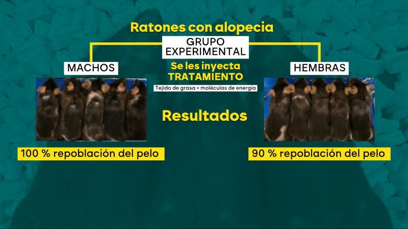 Hito contra la calvicie: un científico logra que ratones calvos vuelvan a tener pelo con un innovador experimento