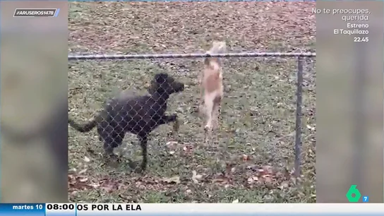 El divertido vídeo viral del perro canguro que impide que el gato se escape de casa una y otra vez El divertido vídeo viral del perro canguro que impide que el gato se escape de casa una y otra vez