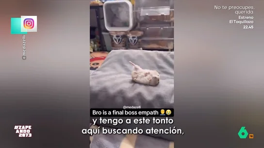 Un chico se rompe una pierna y su hámster decide 'trolearlo': "Tengo aquí a este tonto aquí buscando atención" El chico tiene un accidente jugando a baloncesto y termina con la pierna escayolada lo que ha provocado que tenga que hacer reposo en casa acompañado de su mascota.