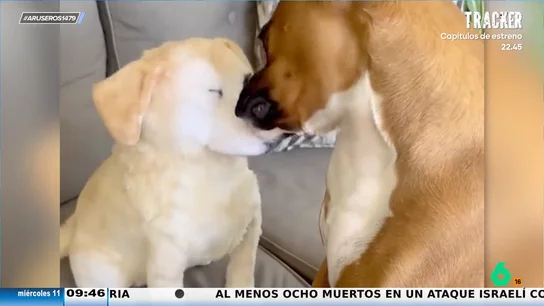 El emotivo gesto de unos dueños al regalar a su perro un peluche de su compañero fallecido: su reacción te sorprenderá El emotivo gesto de unos dueños al regalar a su perro un peluche de su compañero fallecido: su reacción te sorprenderá
