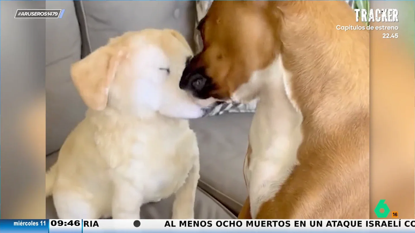 El emotivo gesto de unos dueños al regalar a su perro un peluche de su compañero fallecido: su reacción te sorprenderá El emotivo gesto de unos dueños al regalar a su perro un peluche de su compañero fallecido: su reacción te sorprenderá