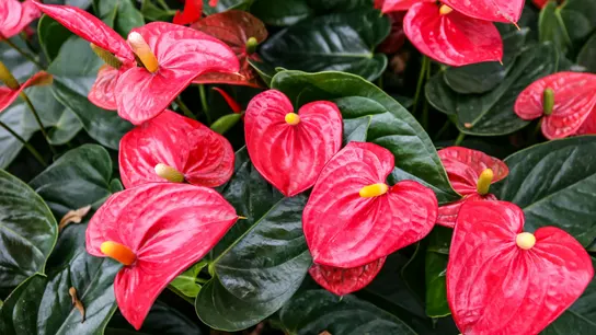 El anturio, una flor muy original que cada vez se usa más en ramos de novia El anturio, una flor muy original que cada vez se usa más en ramos de novia