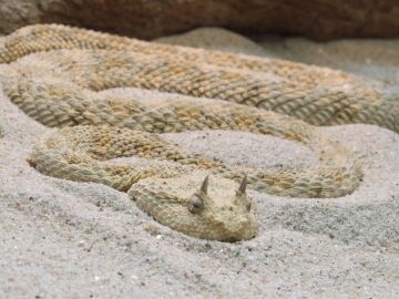 Serpiente v&iacute;bora cornuda de Arabia