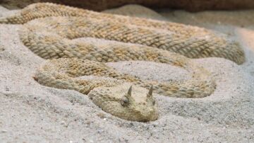 Serpiente víbora cornuda de Arabia