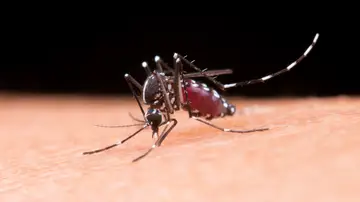 Mosquito tigre Mosquito tigre