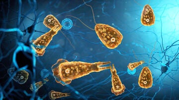 Amebas