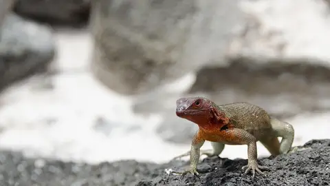 Lagarto en las islas Galápagos Lagarto en las islas Galápagos