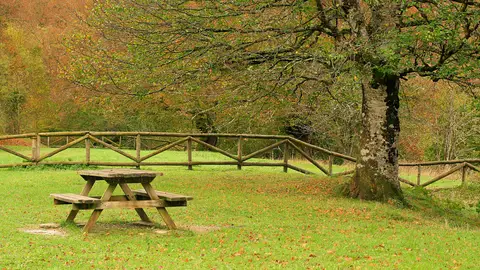 Selva de Irati, en Navarra Selva de Irati, en Navarra