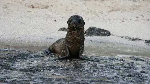 León marino en las islas Galápagos León marino en las islas Galápagos