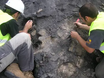 Hallan en Teruel el esqueleto de tortuga más completo de Europa del Cretácico Hallan en Teruel el esqueleto de tortuga más completo de Europa del Cretácico
