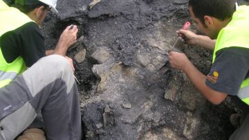 Hallan en Teruel el esqueleto de tortuga más completo de Europa del Cretácico