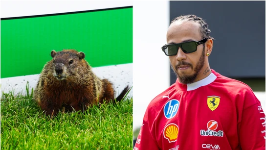 Una marmota y Lewis Hamilton Una marmota y Lewis Hamilton