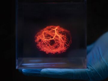 Un software acelera el dise&ntilde;o de vasos sangu&iacute;neos para corazones impresos en 3D