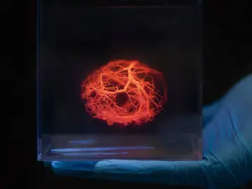 Un software acelera el diseño de vasos sanguíneos para corazones impresos en 3D Un software acelera el diseño de vasos sanguíneos para corazones impresos en 3D