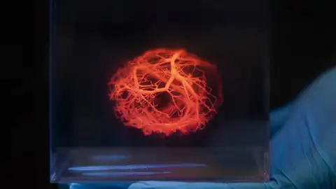 Un software acelera el diseño de vasos sanguíneos para corazones impresos en 3D Un software acelera el diseño de vasos sanguíneos para corazones impresos en 3D