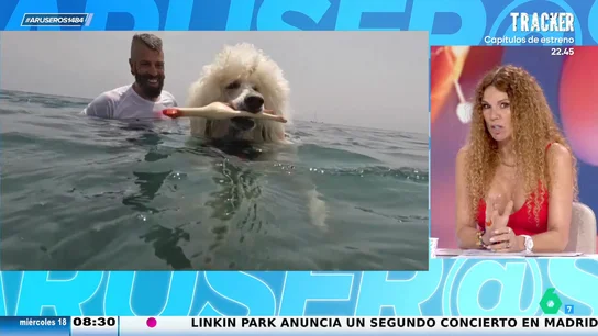 Así es Nilo, el perro socorrista que causa sensación en las playas de Málaga: "Como tengas miopía, lo confundes con una señora" Así es Nilo, el perro socorrista que causa sensación en las playas de Málaga: "Como tengas miopía, lo confundes con una señora"