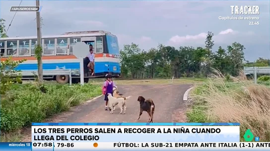 El entrañable gesto de estos tres perros cuando la niña de la casa regresa del cole: así van a buscarle a la parada de autobús El entrañable gesto de estos tres perros cuando la niña de la casa regresa del cole: así van a buscarle a la parada de autobús