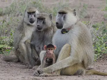 Babuinos Babuinos