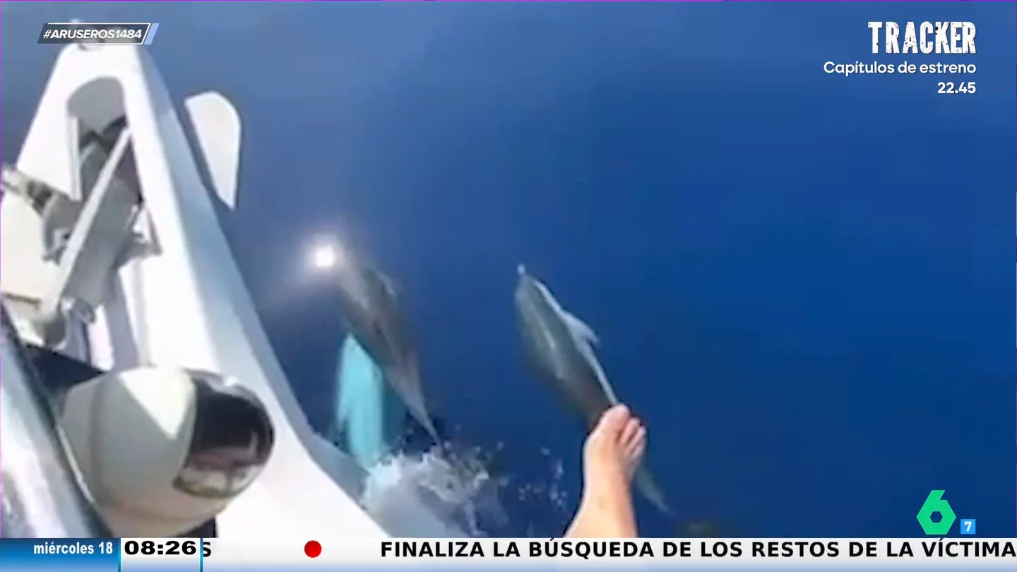 El viral de Antonio Orozco cantando en alta mar a unos delfines para que no se alejen El viral de Antonio Orozco cantando en alta mar a unos delfines para que no se alejen