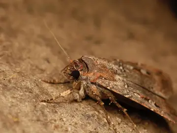 Polilla Agrotis infusa Polilla Agrotis infusa
