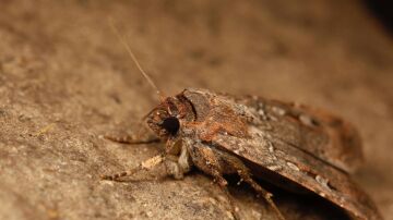 Polilla Agrotis infusa