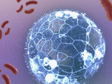 Los embriones pueden eliminar infecciones bacterianas antes de formar su sistema inmunitario