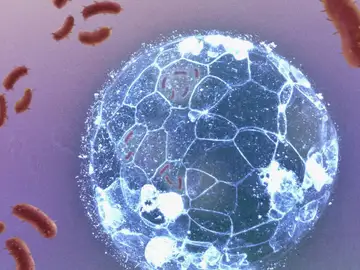 Los embriones pueden eliminar infecciones bacterianas antes de formar su sistema inmunitario Los embriones pueden eliminar infecciones bacterianas antes de formar su sistema inmunitario