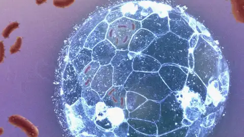 Los embriones pueden eliminar infecciones bacterianas antes de formar su sistema inmunitario Los embriones pueden eliminar infecciones bacterianas antes de formar su sistema inmunitario