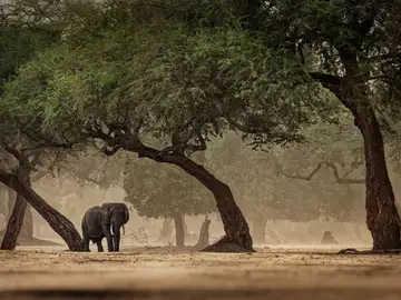 Los humanos conquistaron nuevos hábitats en África antes de salir con éxito del continente Los humanos conquistaron nuevos hábitats en África antes de salir con éxito del continente