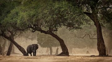 Los humanos conquistaron nuevos hábitats en África antes de salir con éxito del continente