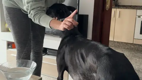 Por qué mojar el lomo de tu perro no ayuda a combatir el calor (y qué hacer en su lugar) Por qué mojar el lomo de tu perro no ayuda a combatir el calor (y qué hacer en su lugar)