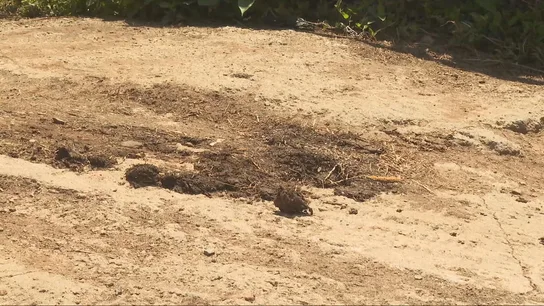 Los vecinos de Malpica en pie de guerra por las cacas de las vacas Los vecinos de Malpica en pie de guerra por las cacas de las vacas