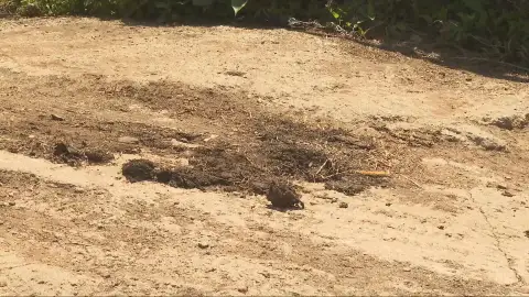 Los vecinos de Malpica en pie de guerra por las cacas de las vacas Los vecinos de Malpica en pie de guerra por las cacas de las vacas