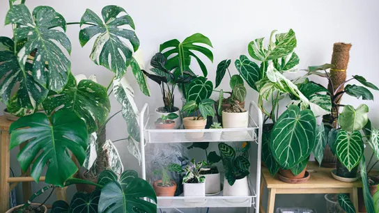 Plantas tropicales en el interior de un hogar Plantas tropicales en el interior de un hogar