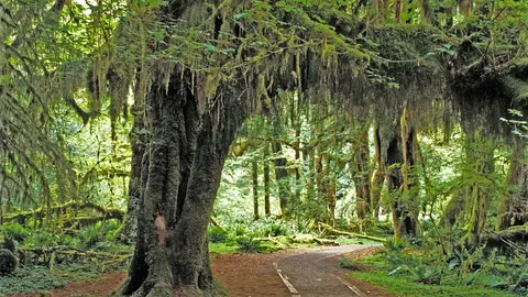 Bosque de Hoh Bosque de Hoh