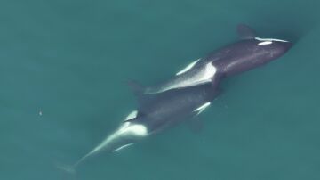 Orcas