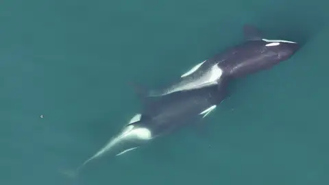 Orcas Orcas