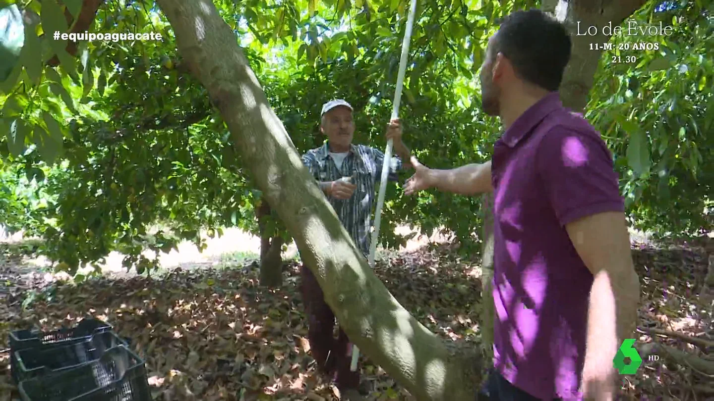 Un agricultor malagueño confiesa cuánto gana gracias al aguacate: "18.000 euros, no me puedo quejar" Un agricultor malagueño confiesa cuánto gana gracias al aguacate: "18.000 euros, no me puedo quejar"